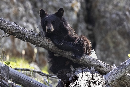 Junger Schwarzbär im Yellowstone Nationalpark Junger Schwarzbär im Yellowstone Nationalpark