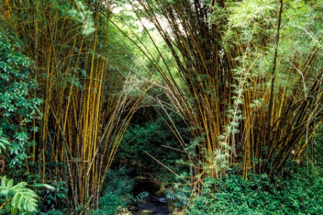 Hawaii Big Island