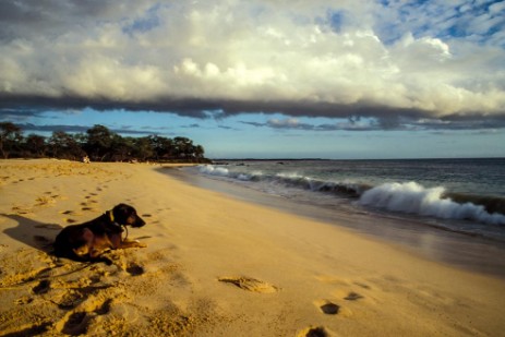 Hund am Big Beach Maui