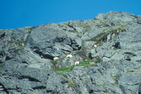 Bergziegen am Chilkoot Pass 