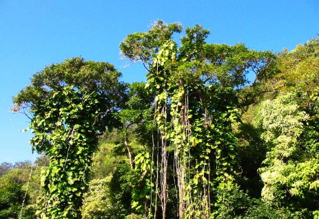 Road to Hana