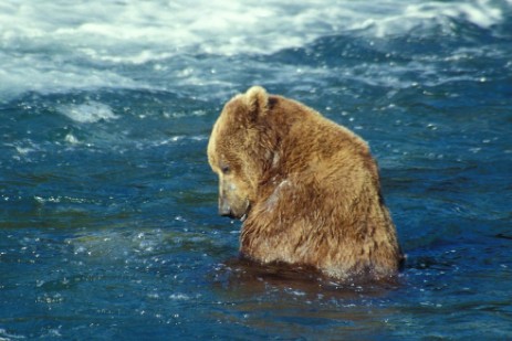 Grizzly im Katmai Nationalpark