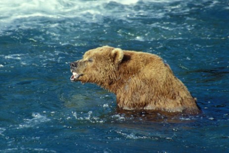 Grizzly im Katmai Nationalpark