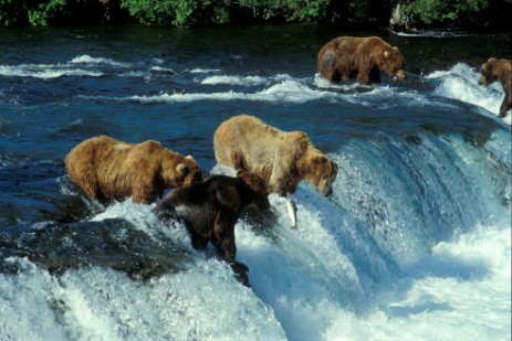 Grizzlys beim Lachsfangen