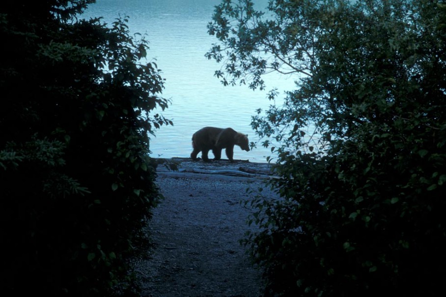 Grizzly am Strand Grizzly im Katmai Nationalpark