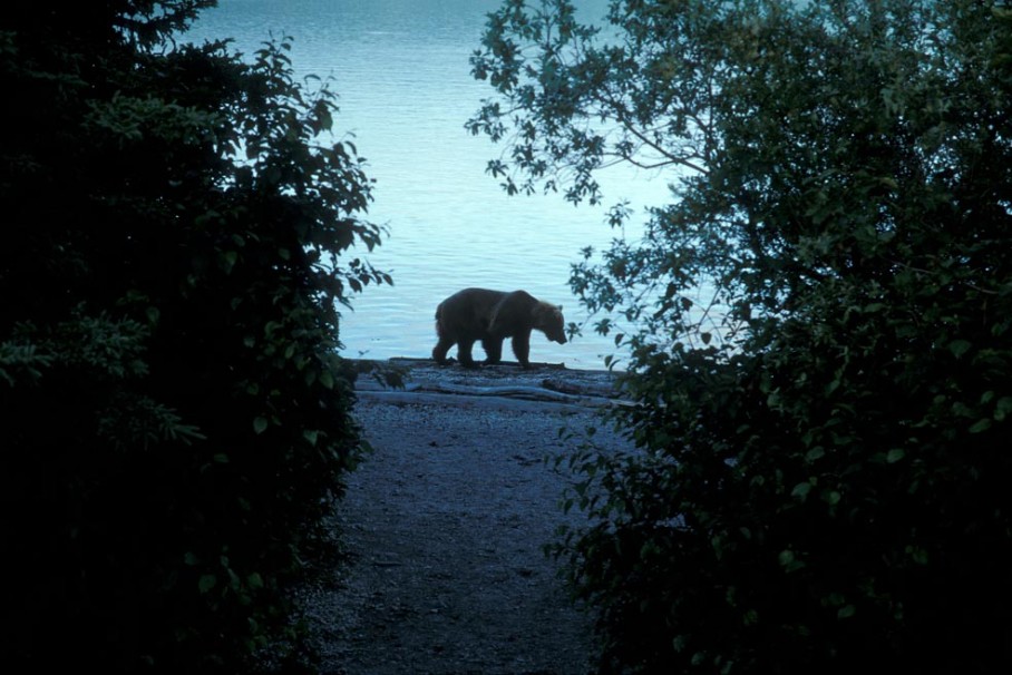 Grizzly am Strand Grizzly im Katmai Nationalpark