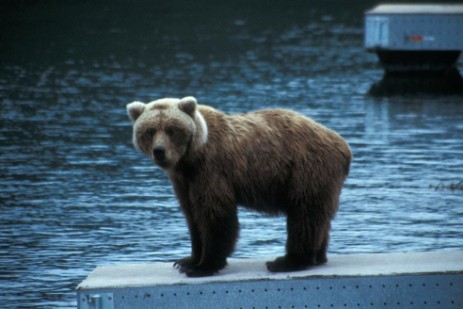 Grizzly auf Brücke im Katmai Nationalpark