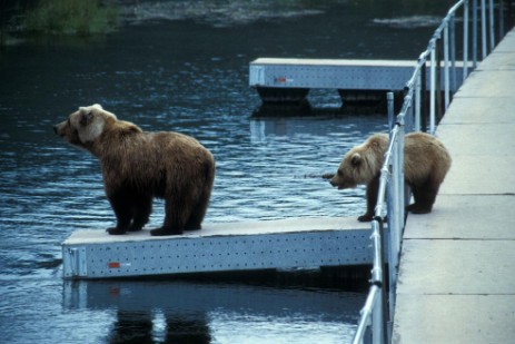 Grizzlys auf Brücke im Katmai Nationalpark