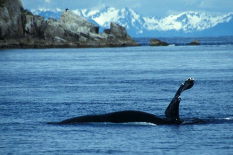 Glacier Bay