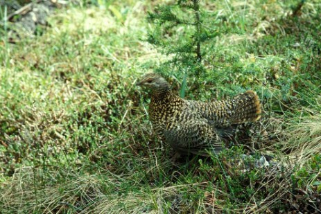 Vogel auf Wanderweg im Kluane Nationapark