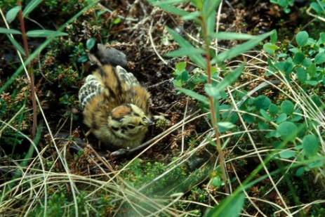 Vogel auf Wanderweg im Kluane Nationapark