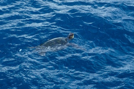 Wasserschildkröte