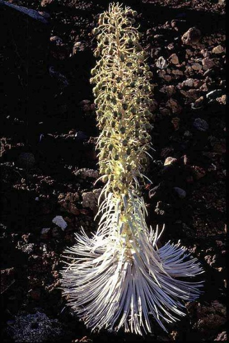 Silberschwert am Haleakala